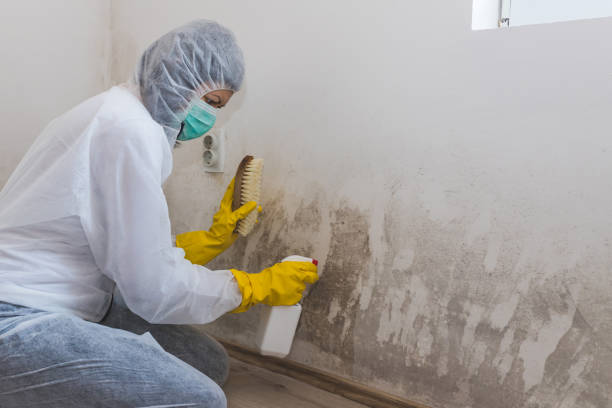 Best Insurance-Related Mold Remediation in Vauxhall, NJ