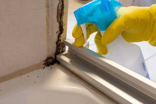 Best Health and Safety Mold Remediation in Vauxhall, NJ