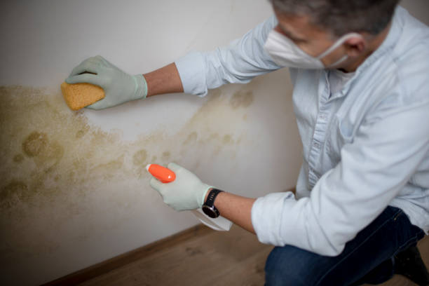 Best DIY Mold Remediation Support Services in Vauxhall, NJ