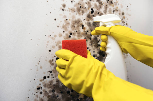 Best Mold Testing and Inspection Services in Vauxhall, NJ