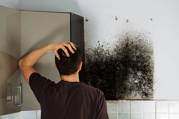  Vauxhall, NJ Mold Removal Pros
