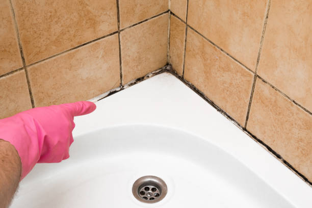 Best White Mold Remediation in Vauxhall, NJ