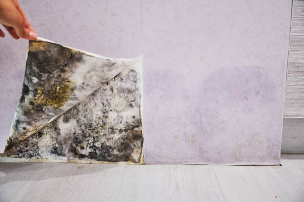 Vauxhall, NJ Mold Remediation Company